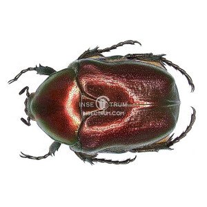 POTOSIA ANGUSTATA PYRODERAPOTOSIA ANGUSTATA PYRODERA RED FORM POTOSIA ANGUSTATA PYRODERA RED FORM